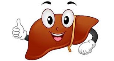 liver